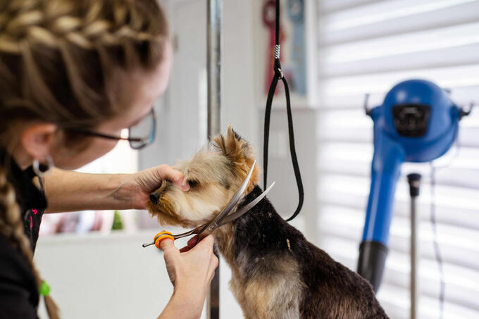 Pet Grooming
